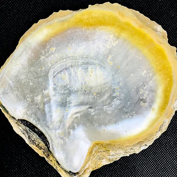 14-15cm Dabas Dzeltena Perlamutra Gliemežvāki Jūras Mājas Dekoru Akvāriju Ainavu DIY Rotaslietu izgatavošana Seashell Izejvielas