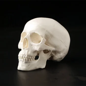 1pc Mini Skull Cilvēka Anatomisko Galvas Anatomija Medicīniskā Modeļa Ērti 92*99*71mm
