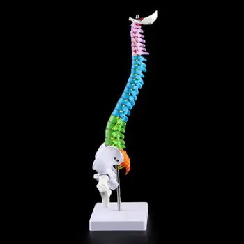 45cm Noņemams Cilvēka Mugurkaula Modelis Mugurkaula Mugurkaula Jostas Līkne Anatomijas Medicīnas Mācību Līdzeklis