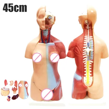 4D Anatomijas Montāža Modeli, Cilvēku Orgānu Mācību procesā Izglītības iestādēs, VJ-Kritums