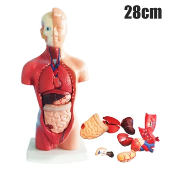 4D Anatomijas Montāža Modeli, Cilvēku Orgānu Mācību procesā Izglītības iestādēs, VJ-Kritums