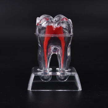 5.5 cm*5cm*7cm Zobu Kristāla Bāzes Cietās Plastmasas Zobi Zobu Molārā Modelim Smaida