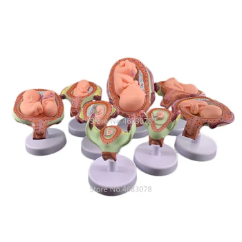 8 X Augļa Anatomijas modelis Cilvēka Augļa Attīstības Modeli - Bērnu Augli, Embriju, Grūtniecības Anatomija