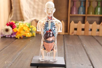 Caurspīdīgs cilvēka rumpi Cilvēka Anatomija modelis 4D krūtis vīrieša ķermenis galvas balsta un kustību aparāta anatomija zinātnes modeļa bezmaksas piegāde