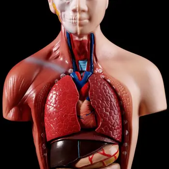 Cilvēka Ķermeņa Struktūras Modelis Anatomija Anatomijas Medicīnas Iekšējo Orgānu Mācību