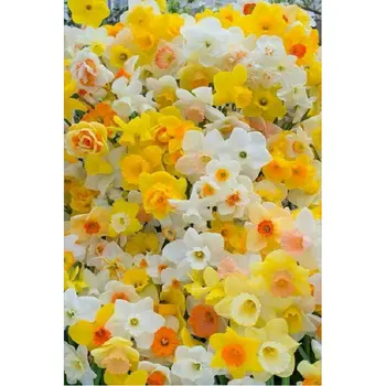 DIY 5D Dimanta Glezna krustdūrienā Narcise ziedi Pilns Dimanta Izšuvumi Mozaīkas modelis rhinestones Rokdarbi uzlīmes