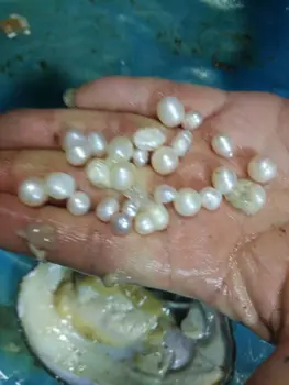 Dabiskā Saldūdens Austeru Pērles, iepakoti Vakuumā,20-30pcs īstas Pērles iekšpusē Liels Briesmonis Austeru Pērles, Gliemežvāki Vēlas Dāvanu FP443