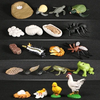 Dzīvniekiem Augšanas Cikla Dzīves Cikla Modeli, Kas Varde Skudru, Odu Jūras Bruņurupucis Simulācijas Modeļa Darbības Rādītāji Mācību Materiālus, Lai Bērns