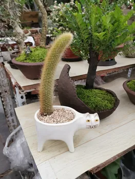 Gudrs kaķis darbvirsmas Imitācija veco mazo puķu pods Smieklīgi kaķi Darbvirsmas Mākslas Apdare Kaktuss Augu Podi