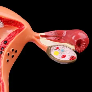 Ir 2021. Jauniem PVC Patoloģiskas Dzemdes, Olnīcu Anatomijas Modelis Anatomija šķērsgriezuma Pētījuma Instruments