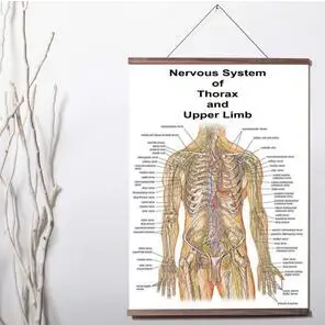 Izglītības Anatomija Cilvēka Nervu Sistēmu, Medicīnas universitātes Mākslas audekls Drukāt Plakātu, Audekls Ritiniet Krāsošana ar koka