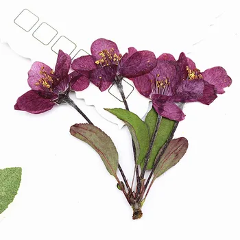 Klastera Begonia Uz Kātiem Dabas Krāsu Make Up Nospiests Ziedi Roku darbs Zīmēšanas 60Pcs