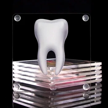 Komplekts no 6 Zobu Anatomija Zobu Modeli Akrila Paliktņi Zobu Galda Paliktņi Kausa Mat Anatomija Lab Mācību Studējot, Pētot Rīks