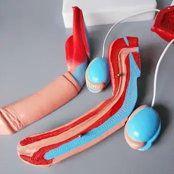 Vīriešu uroģenitālā modeli, nieru anatomijā modelis pelējuma urīnpūšļa ureter struktūru mācīšanas